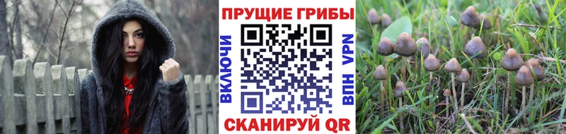 купить наркоту  Хадыженск  Псилоцибиновые грибы прущие грибы 